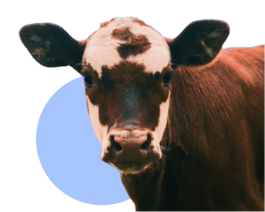 Livestock Supplements