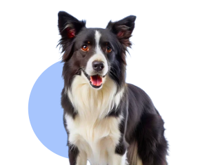 Dog Supplements