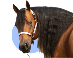 Horse Supplements