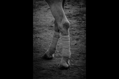 Why should I consider adding a Joint Supplement to my horse's routine?