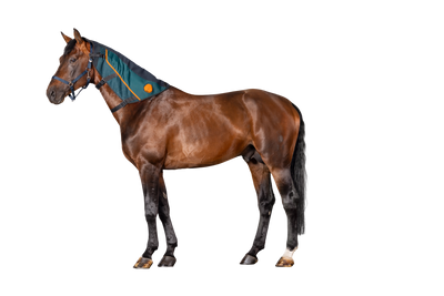 BEMER Horse Neck Applicator