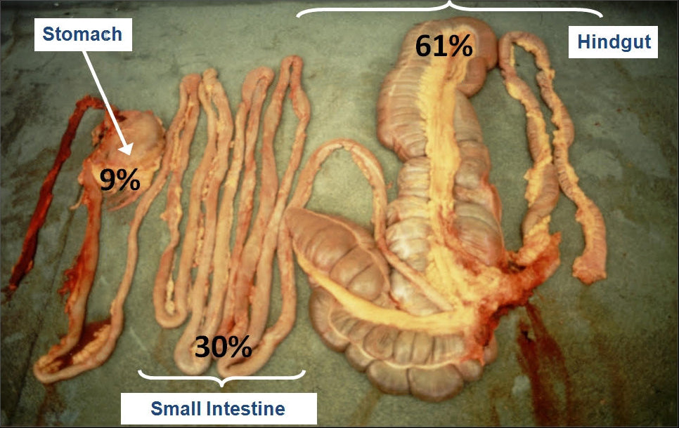 Hindgut Symptoms